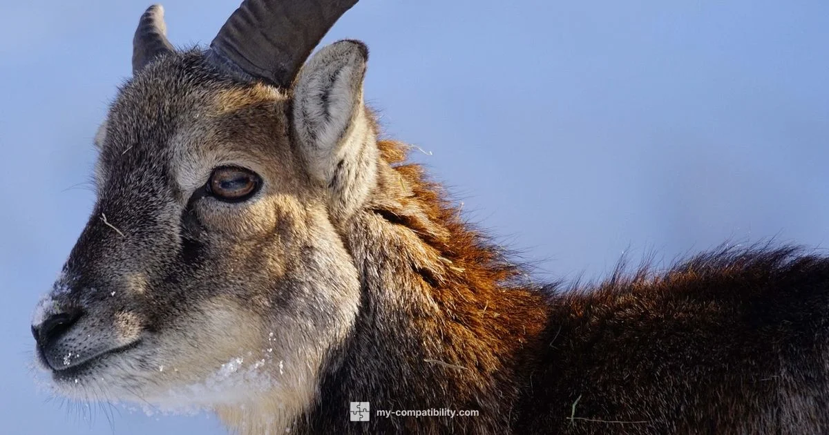 Capricorn & Pisces - My Compatibility