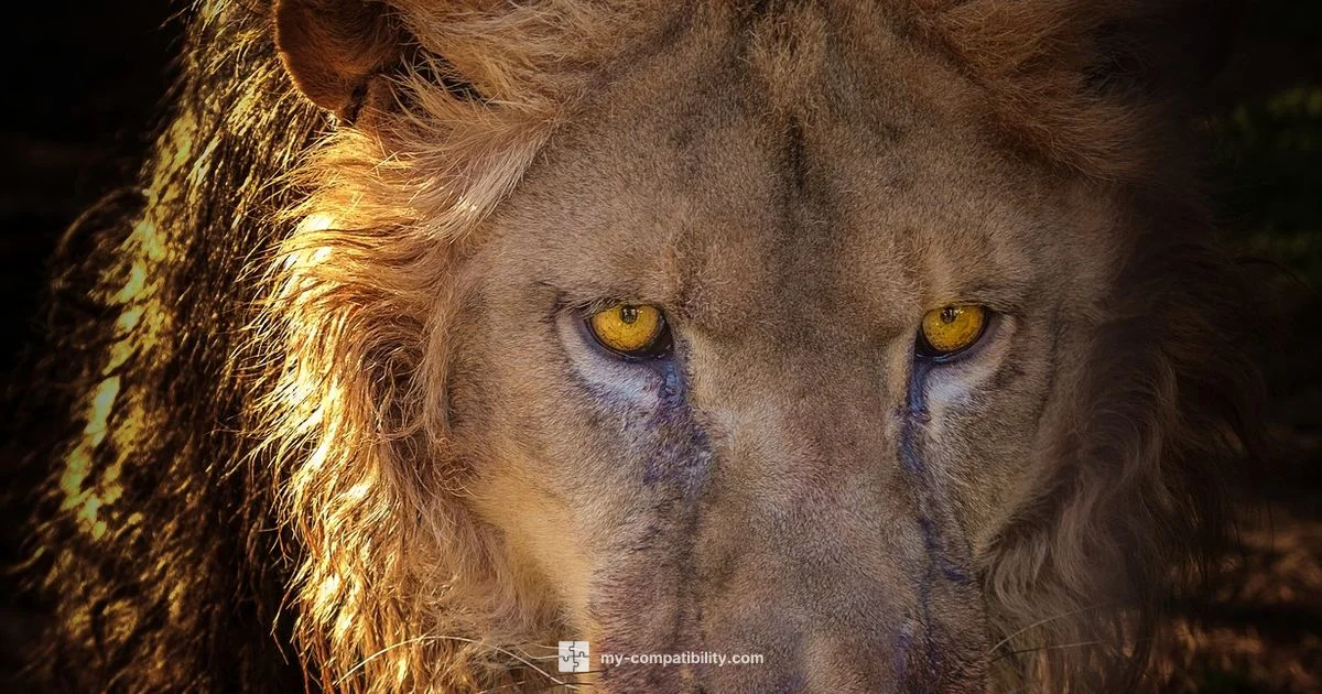 Leo Compatibility Leo Compatibility - My Compatibility