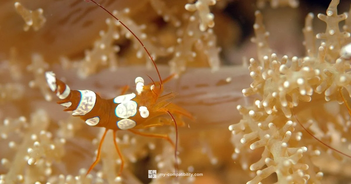 Cancer Compatibility - My Compatibility