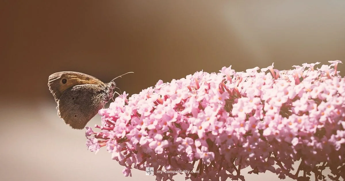 Ox-Tiger Dynamics - My Compatibility