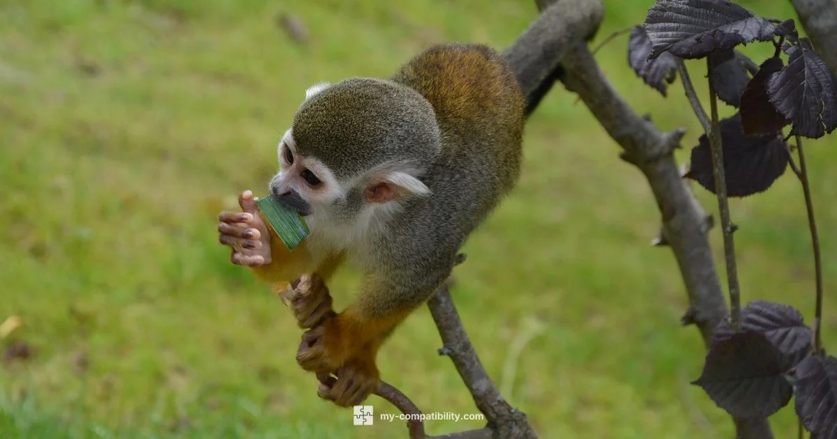 Snake vs Monkey - My Compatibility