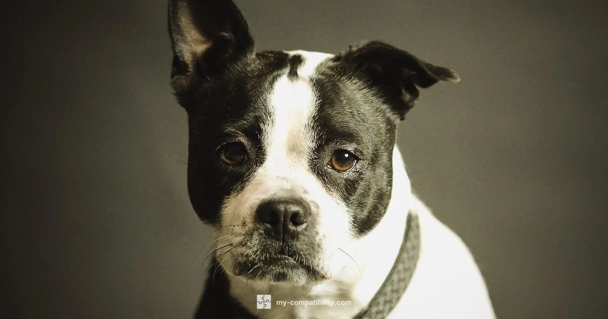 Dog Compatibility Guide - My Compatibility