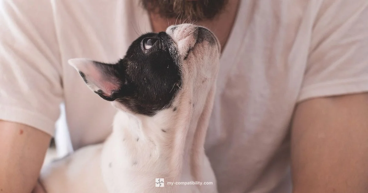 Dog Human Bond - My Compatibility