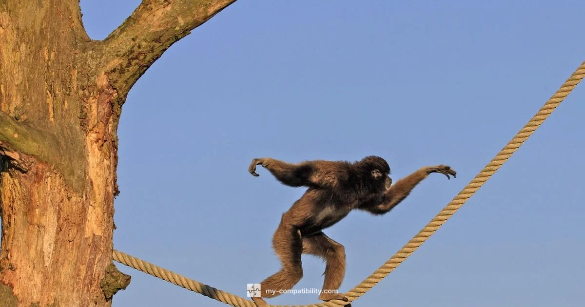 Ox and Monkey Compatibility - My Compatibility