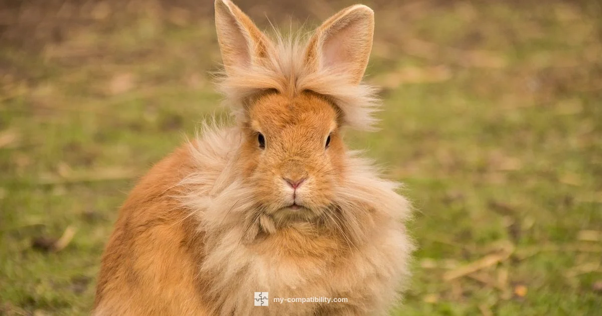 Tiger Rabbit Harmony - My Compatibility