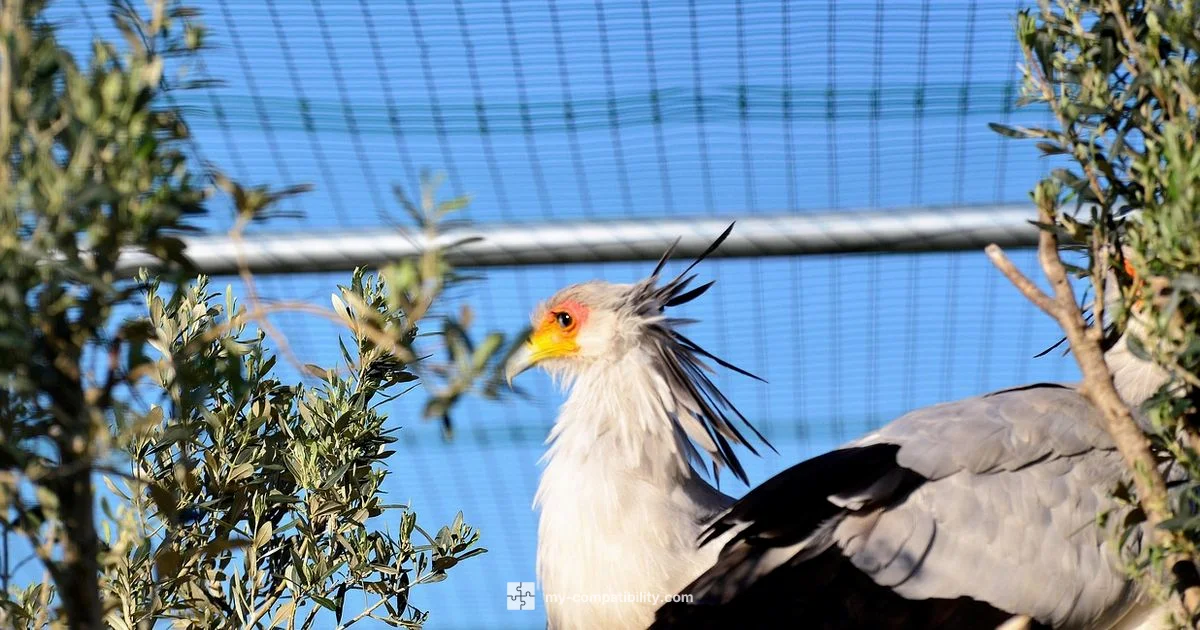 Sag Compatibility - My Compatibility