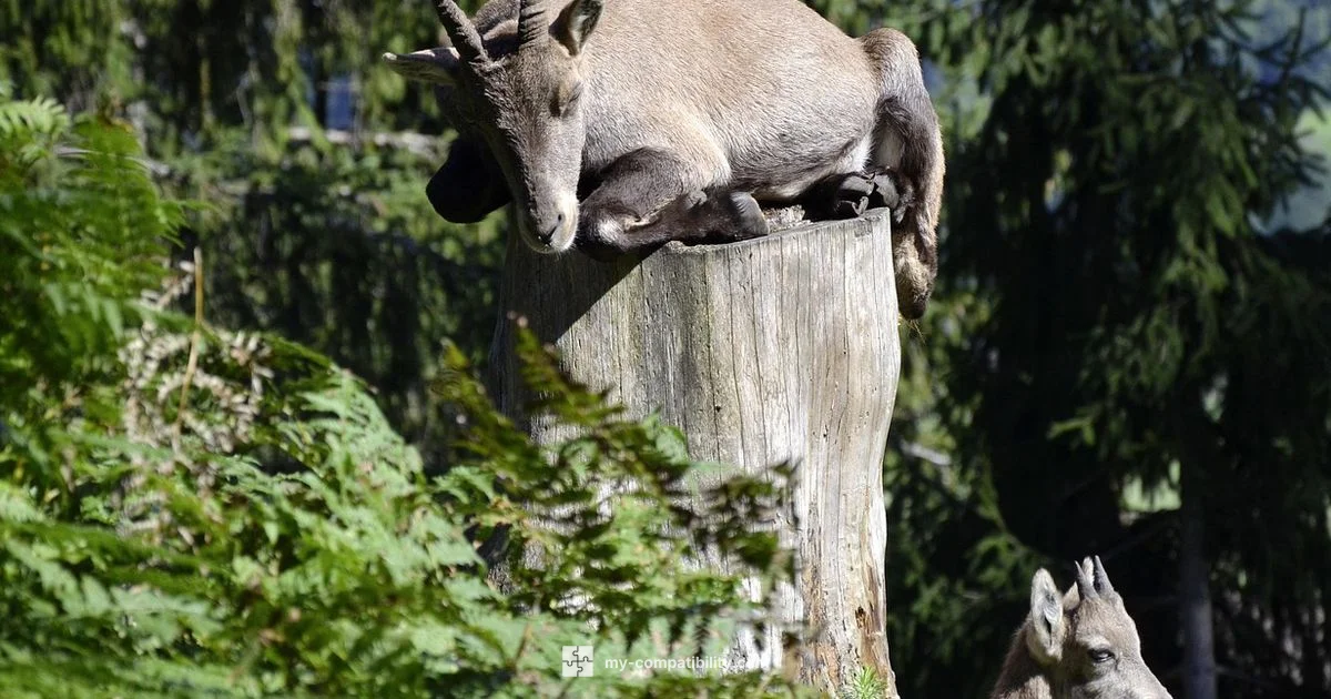 Capricorn Love Match - My Compatibility