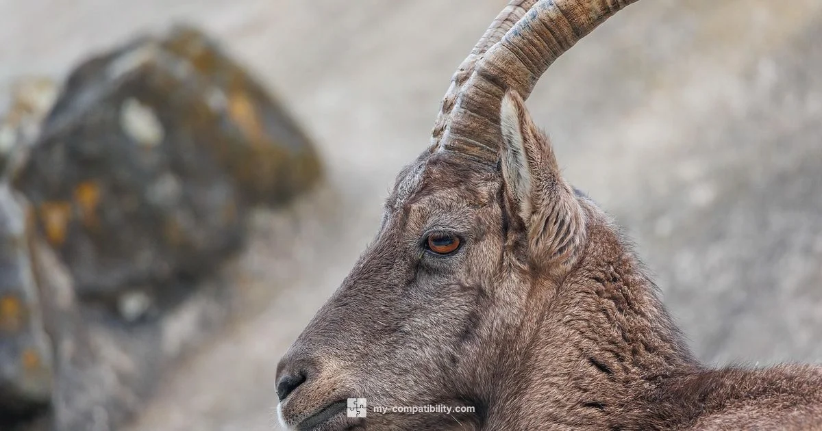 Aries vs Capricorn - My Compatibility