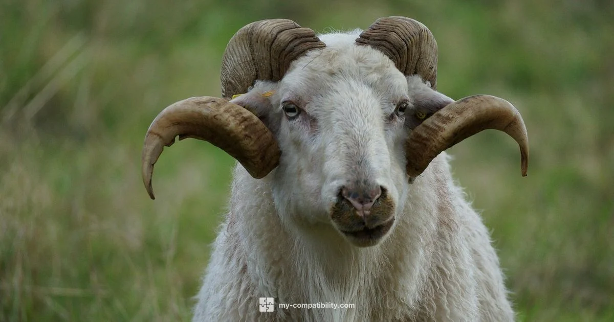 Capricorn Compatibility Guide - My Compatibility