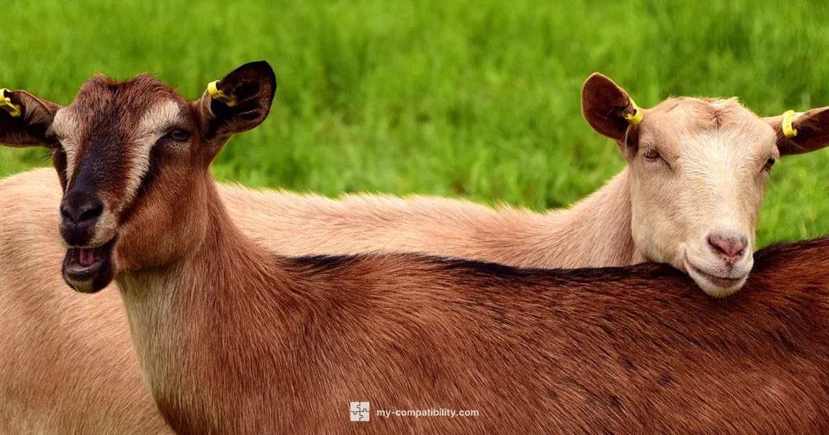 Monkey-Goat Compatibility - My Compatibility