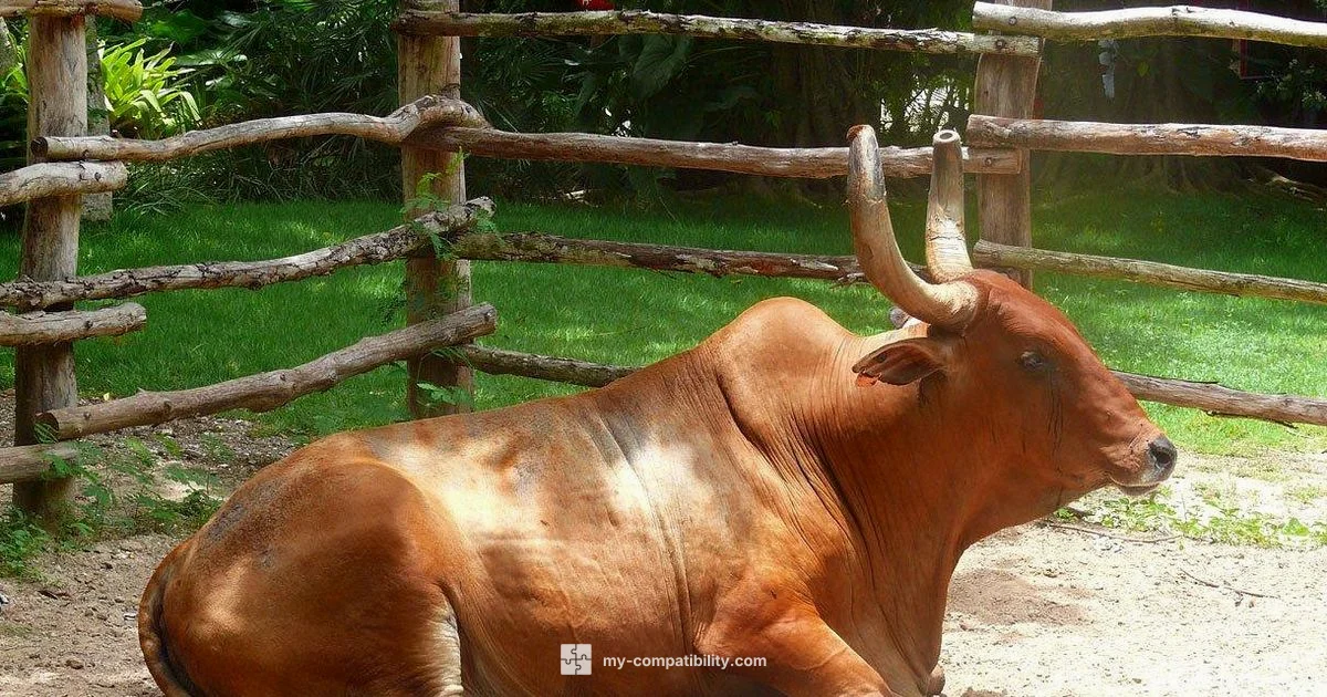 Ox-Horse Zodiac Pairing - My Compatibility