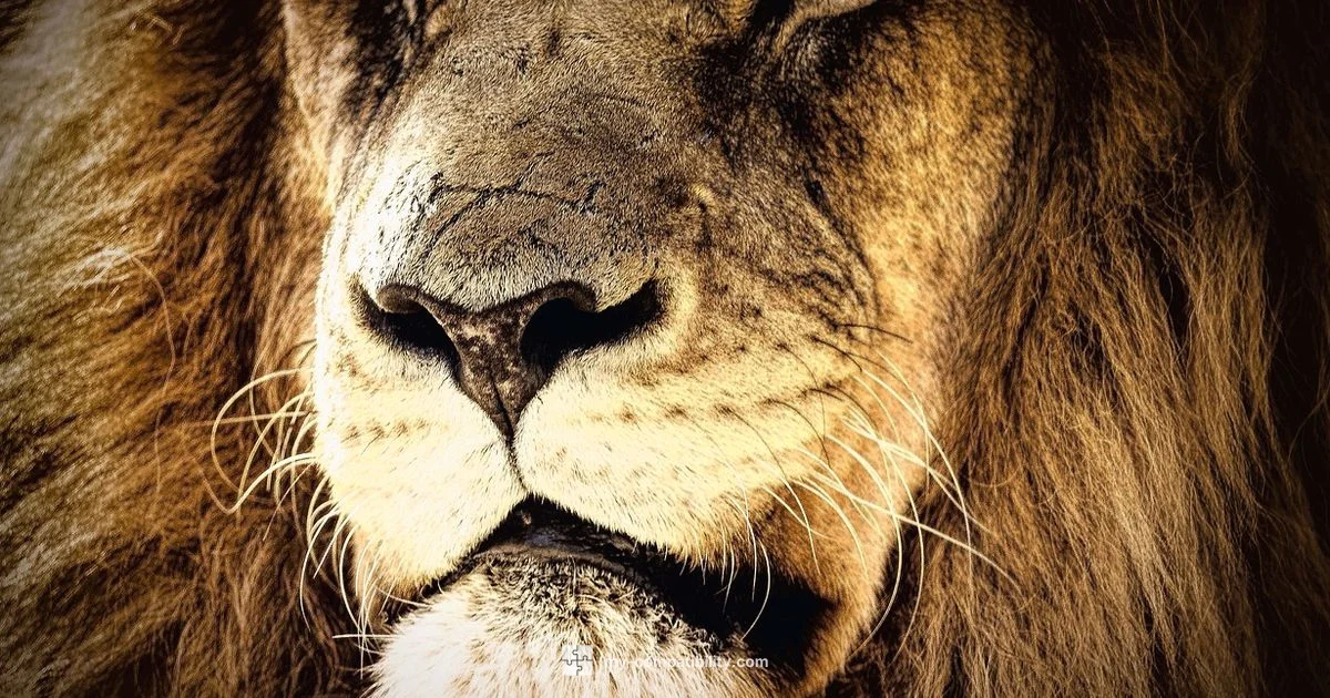 Leo Perfect Match - My Compatibility