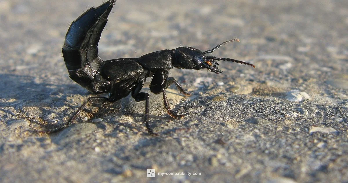 Scorpio Compatibility - My Compatibility
