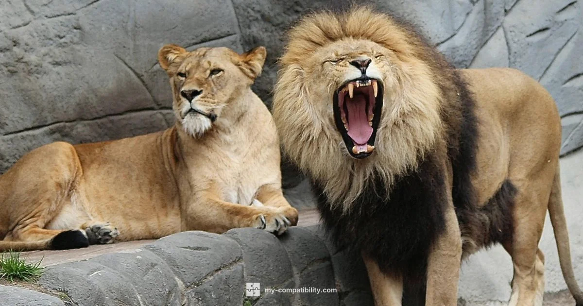 Leos Compatible - My Compatibility