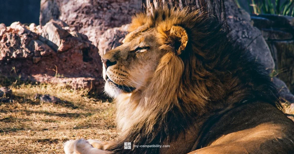 Leo-Leo Matchup - My Compatibility