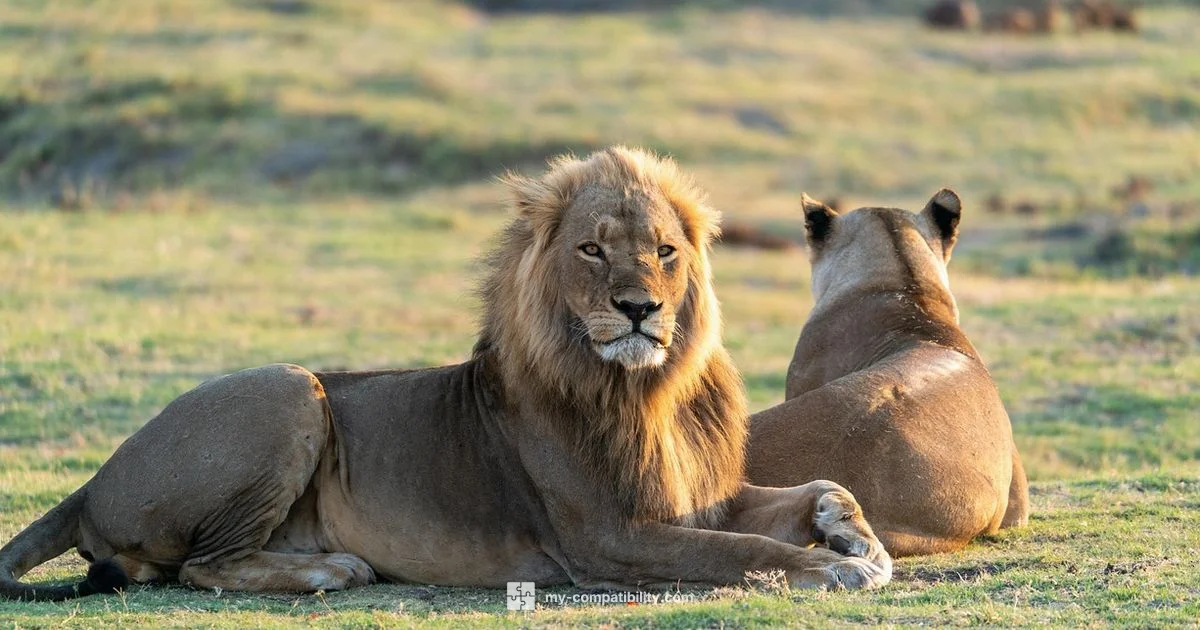 Two Leos Together - My Compatibility