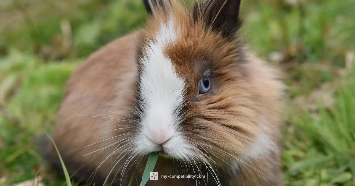 Rat & Rabbit Compatibility - My Compatibility