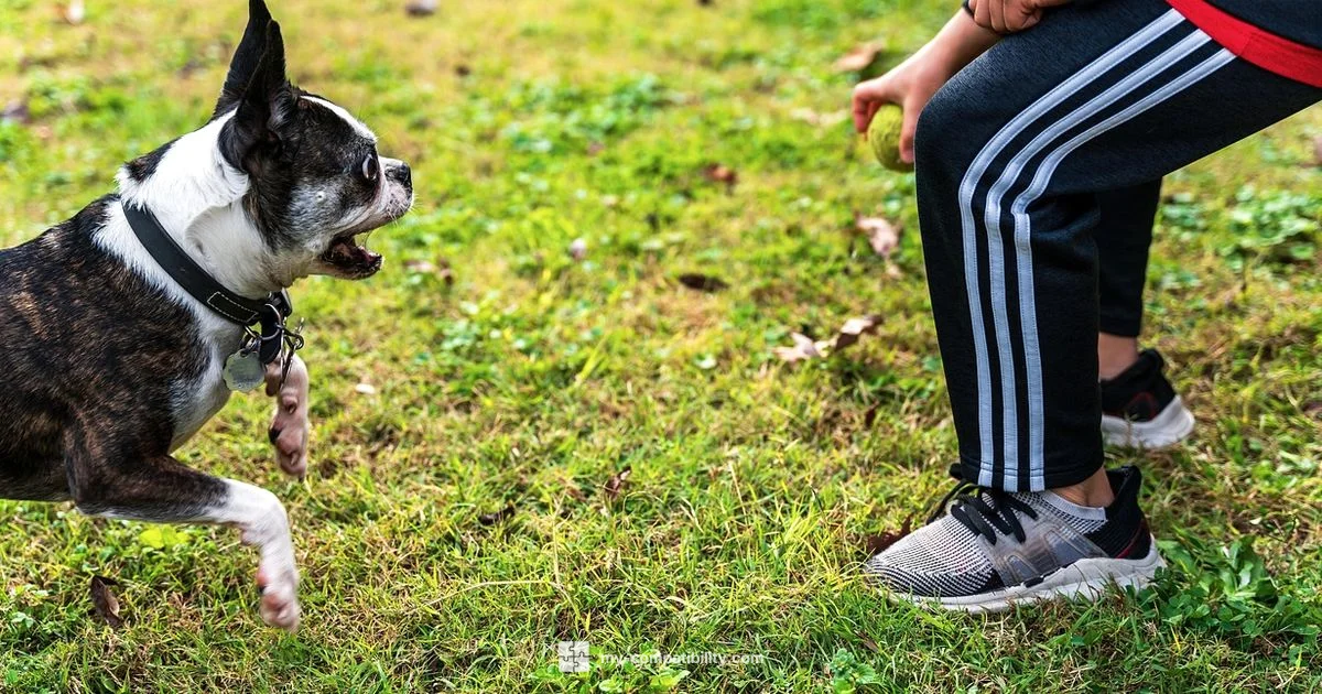 Dog Compatibility Guide - My Compatibility