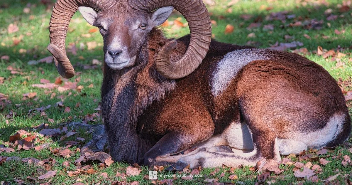 Gemini vs Aries - My Compatibility