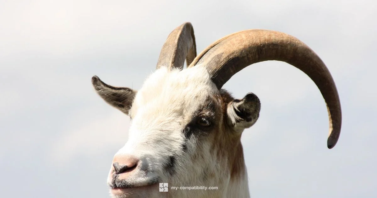 Aries Compatible - My Compatibility