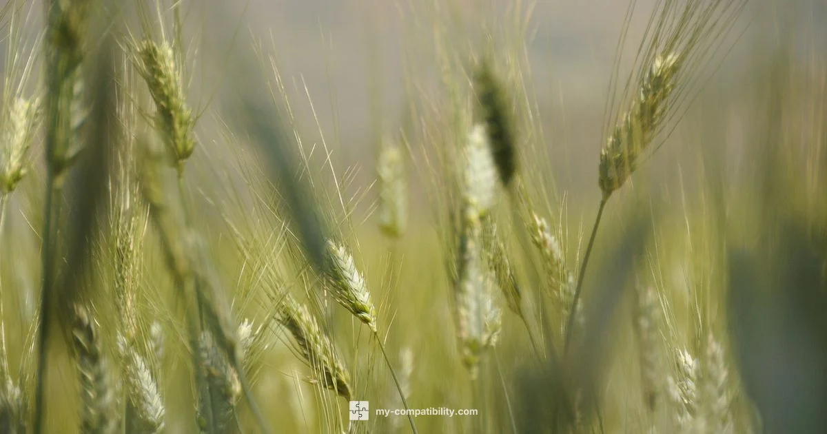 Virgo Harmony - My Compatibility