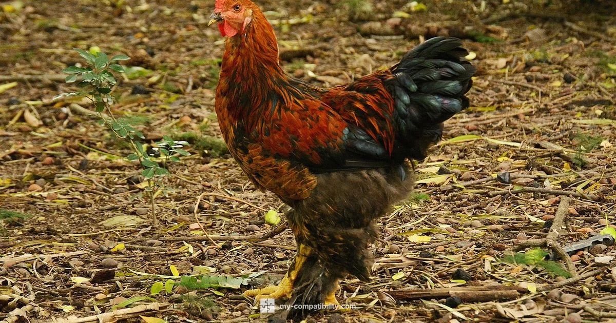 Rooster Compatibility - My Compatibility