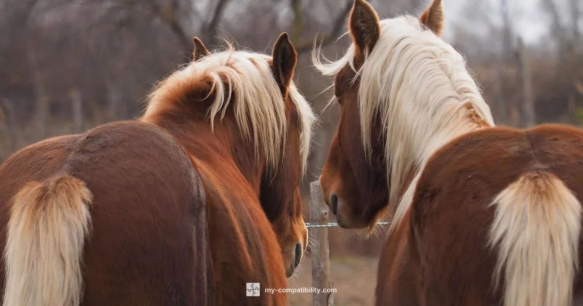 Horse Harmony - My Compatibility