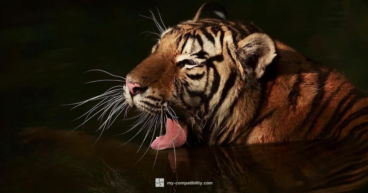 Zodiac Pairing Guide - My Compatibility