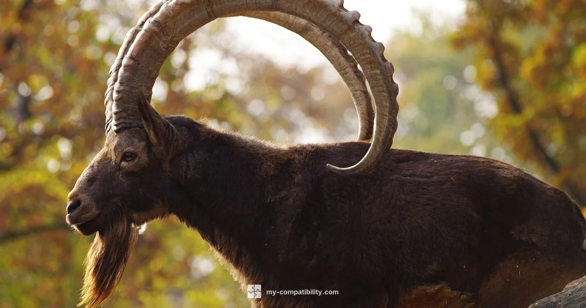 Capricorn Compatibility - My Compatibility
