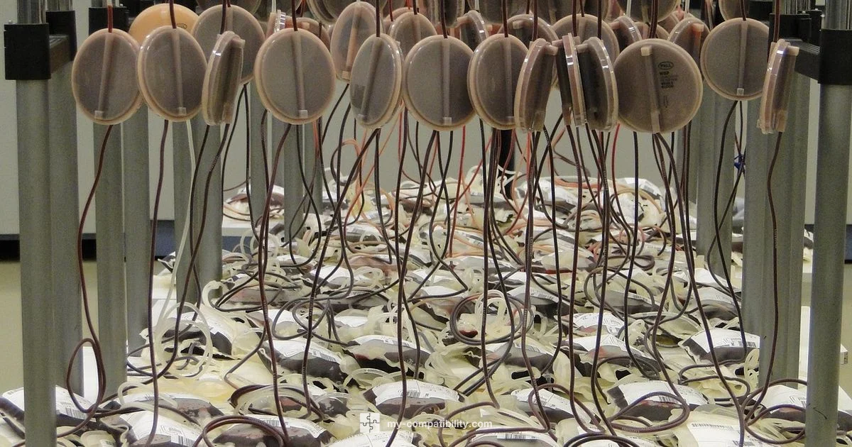 Compatible Blood Types - My Compatibility