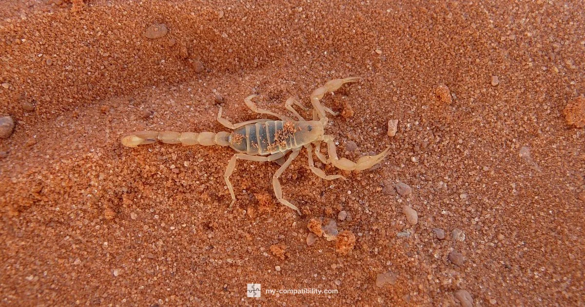 Scorpio Woman Compatibility - My Compatibility