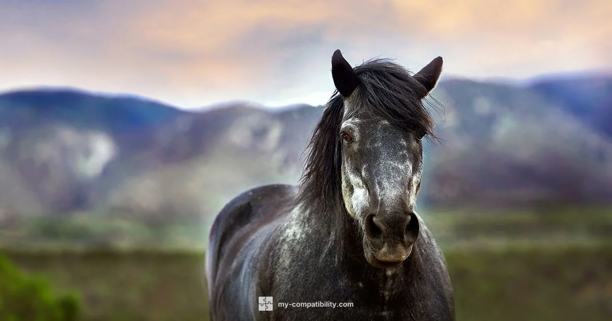 Horse and Dragon Harmony - My Compatibility