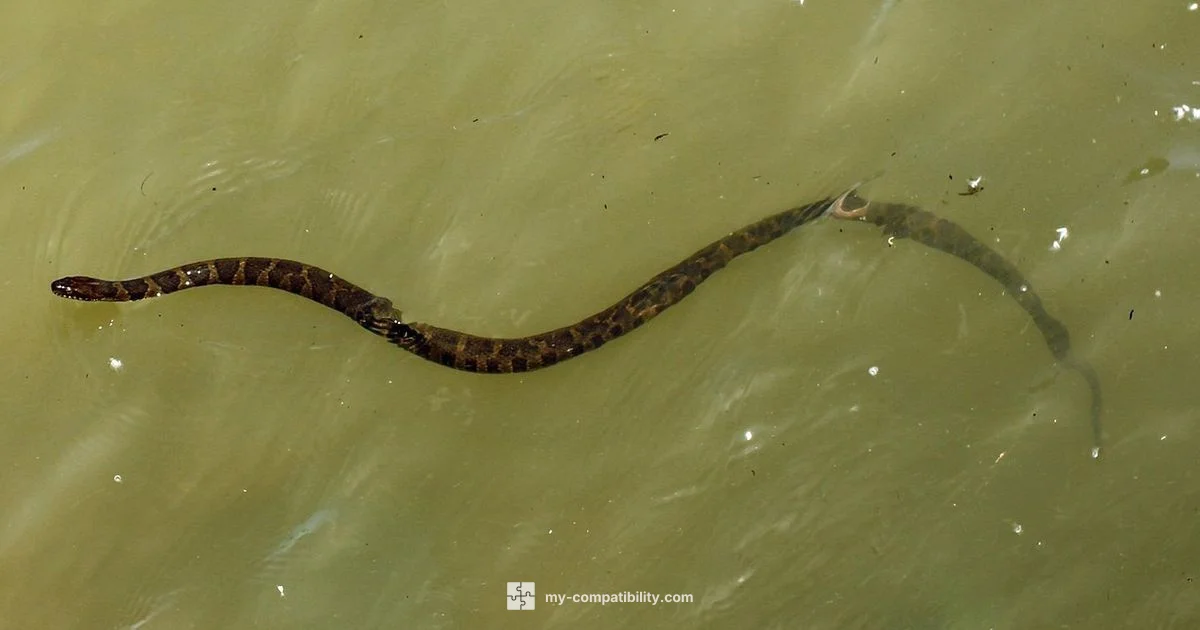 Snake Compatibility - My Compatibility