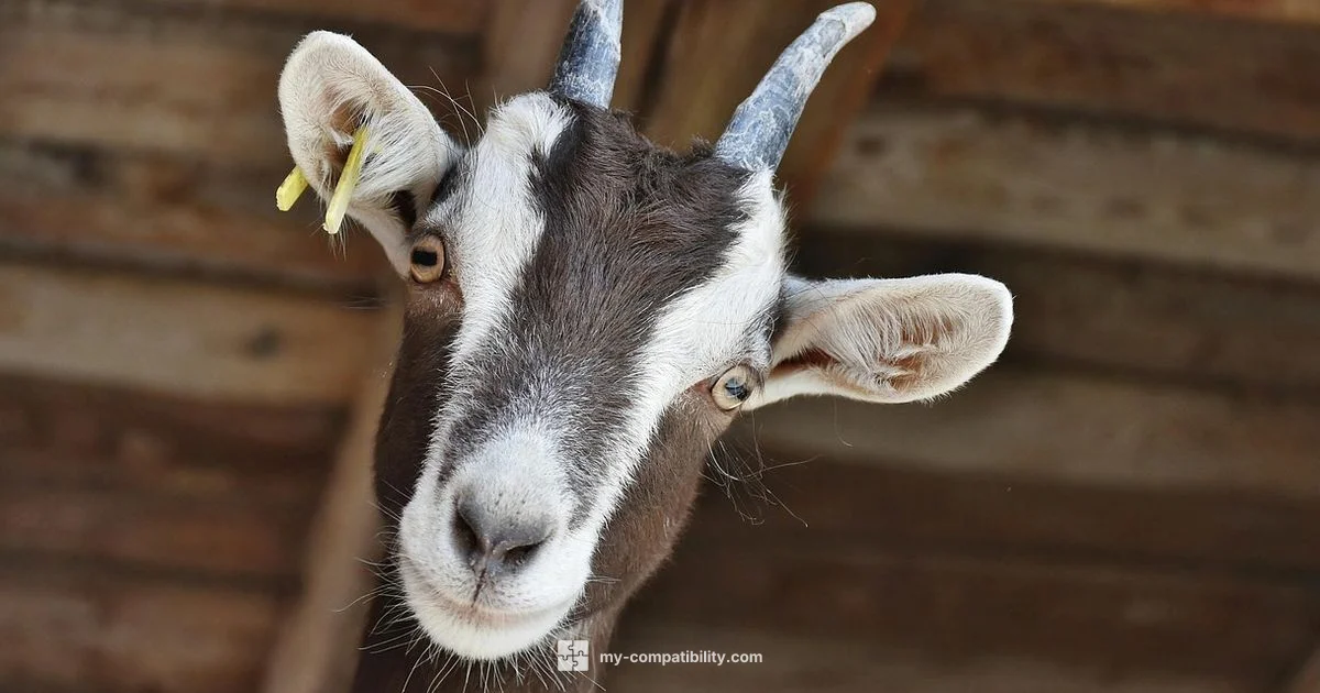 Sheep-Rat Zodiac Pair - My Compatibility