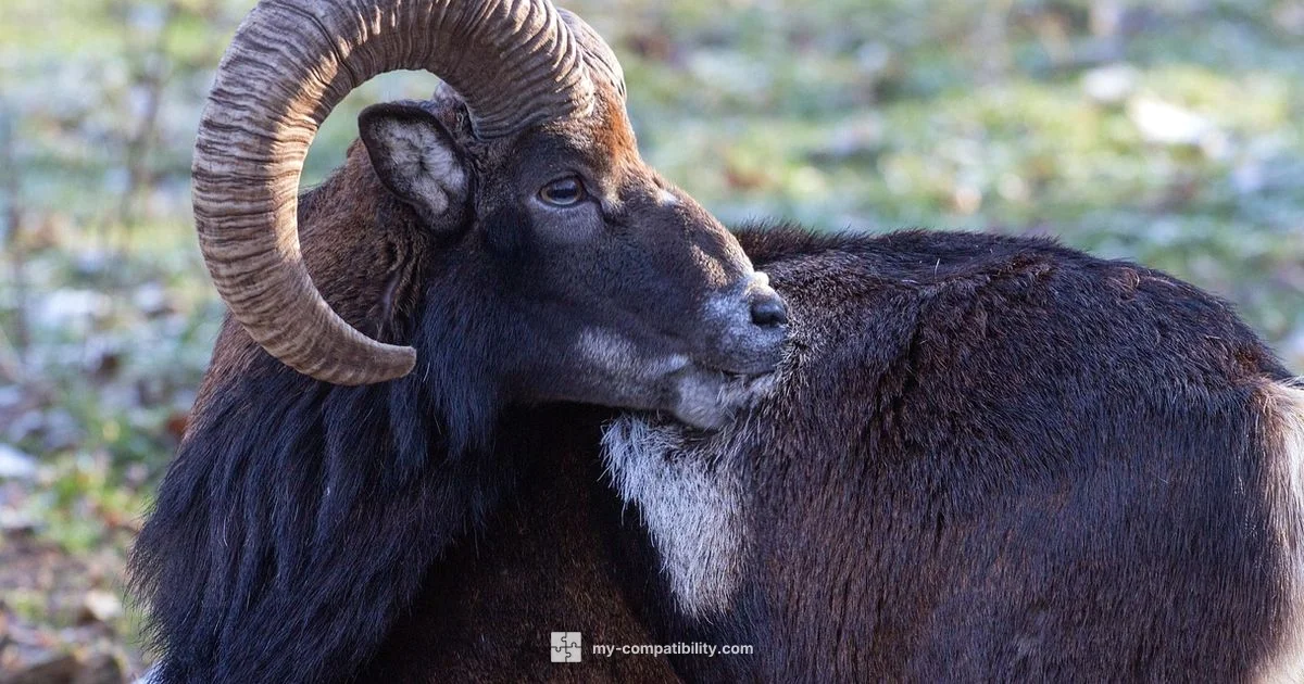 Gemini & Capricorn Gemini & Capricorn - My Compatibility