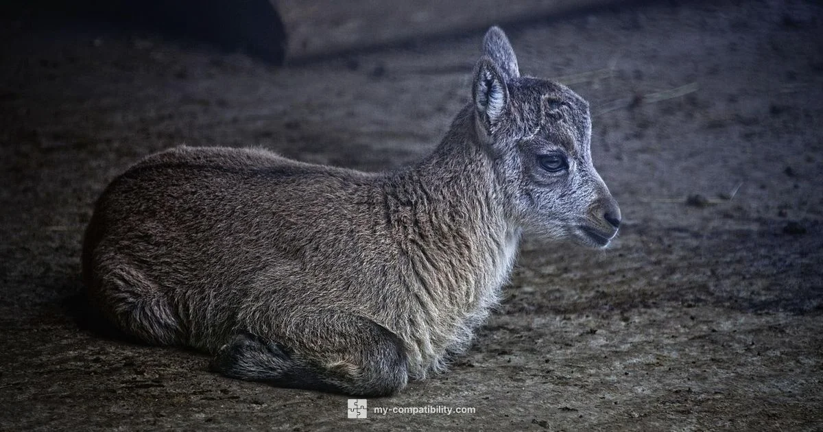 Capricorn-Taurus Match - My Compatibility