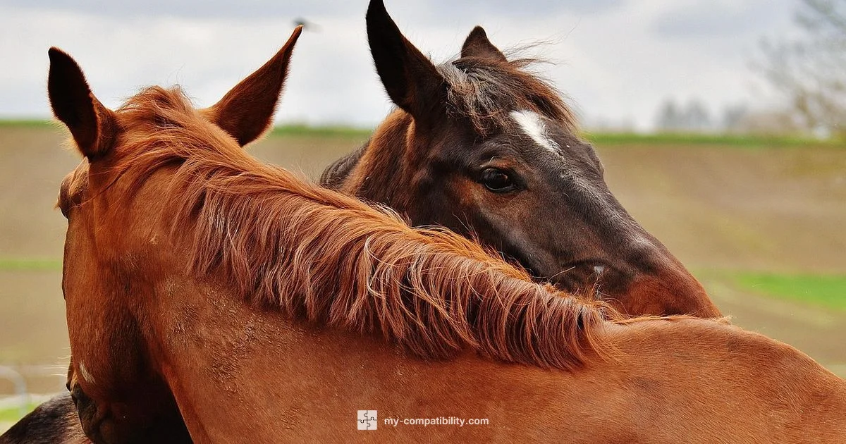 Harmony in Compatibility - My Compatibility