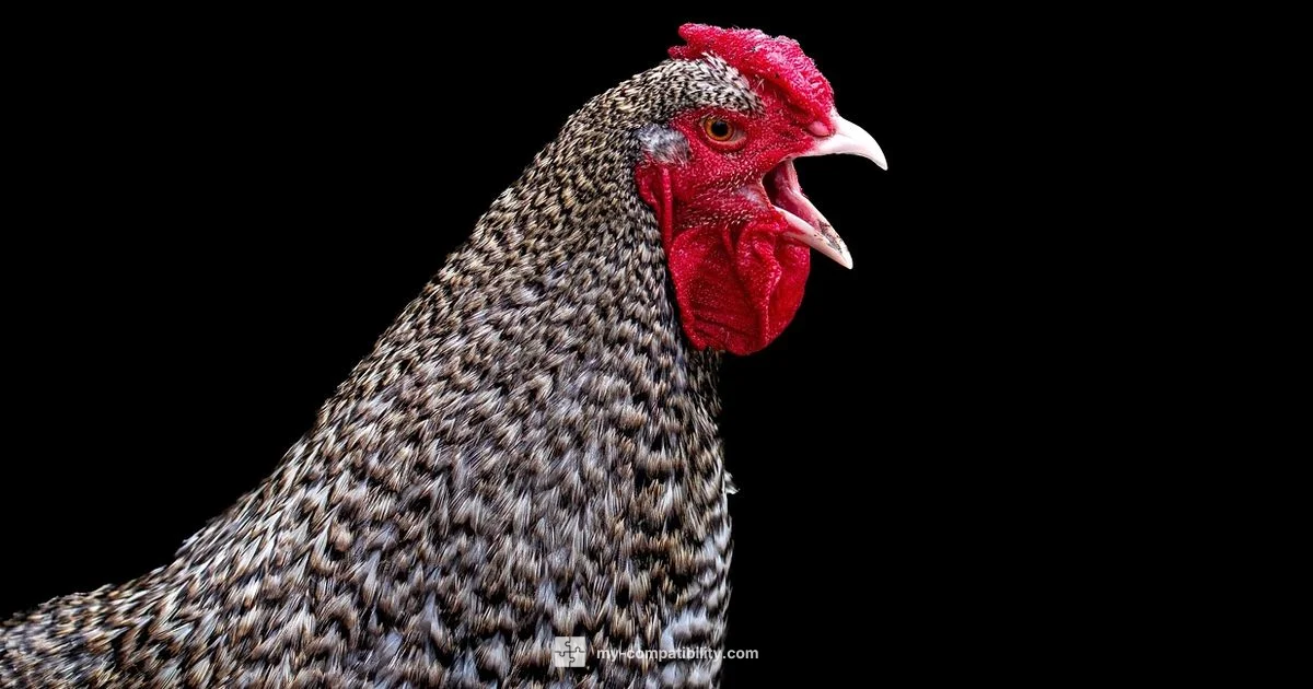 Rooster Compatibility - My Compatibility