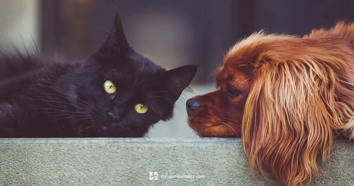 Cancer x Sagittarius Cancer x Sagittarius - My Compatibility