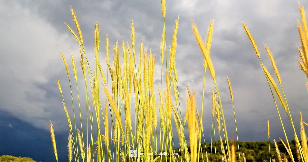 Virgo-Aries Dynamics - My Compatibility