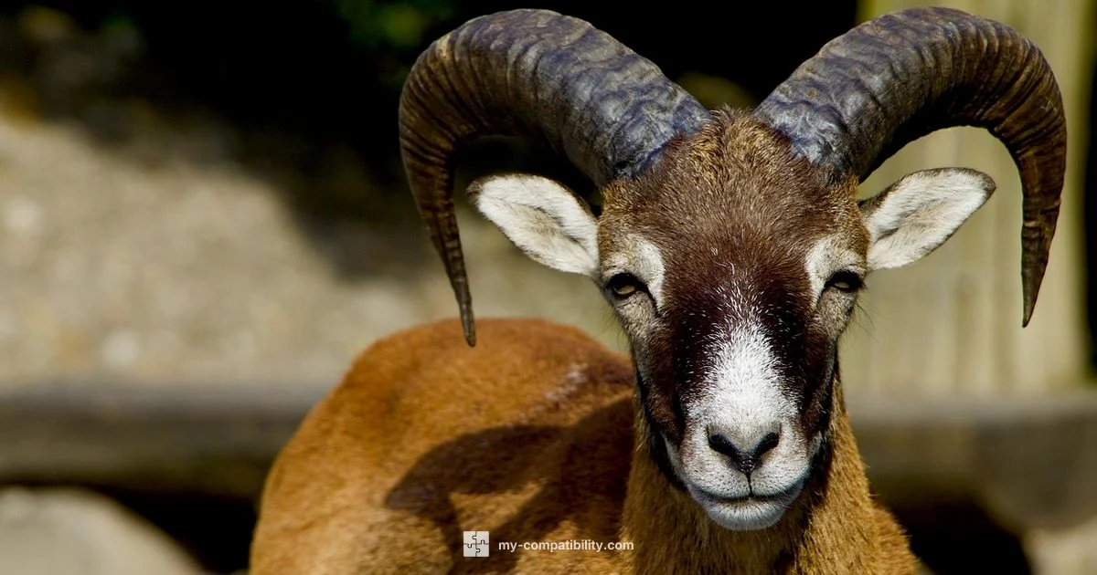 Aries & Virgo Aries & Virgo - My Compatibility