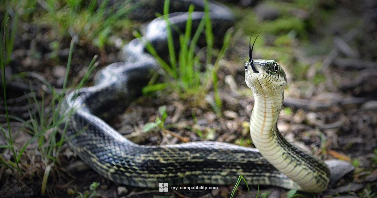 Snake vs Rat - My Compatibility