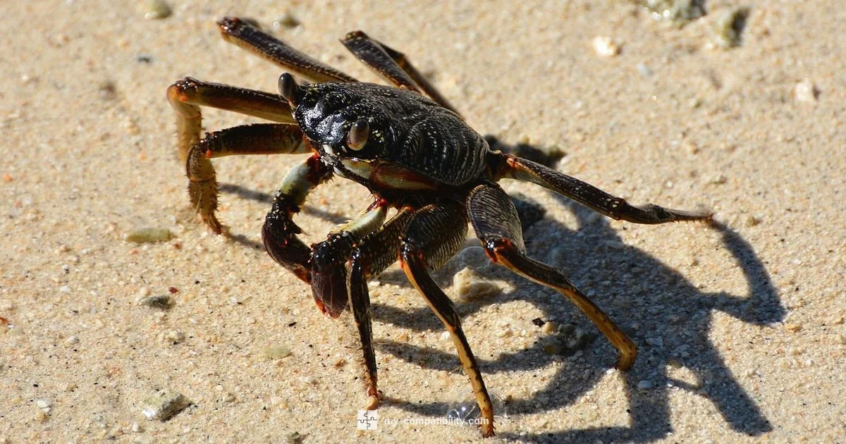 Sagittarius Meets Cancer - My Compatibility