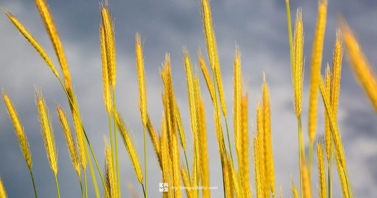 Cancer-Virgo Matchup - My Compatibility