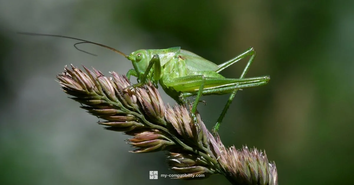 Cricket Phone List - My Compatibility