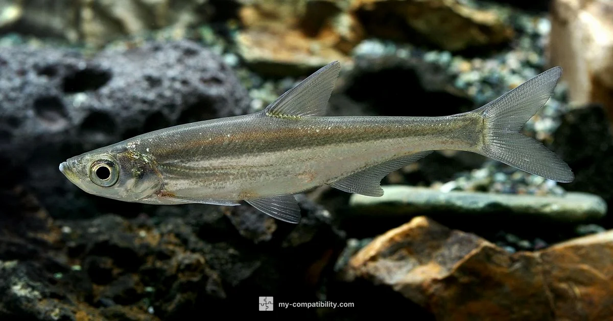 Pisces & Taurus Compatibility - My Compatibility