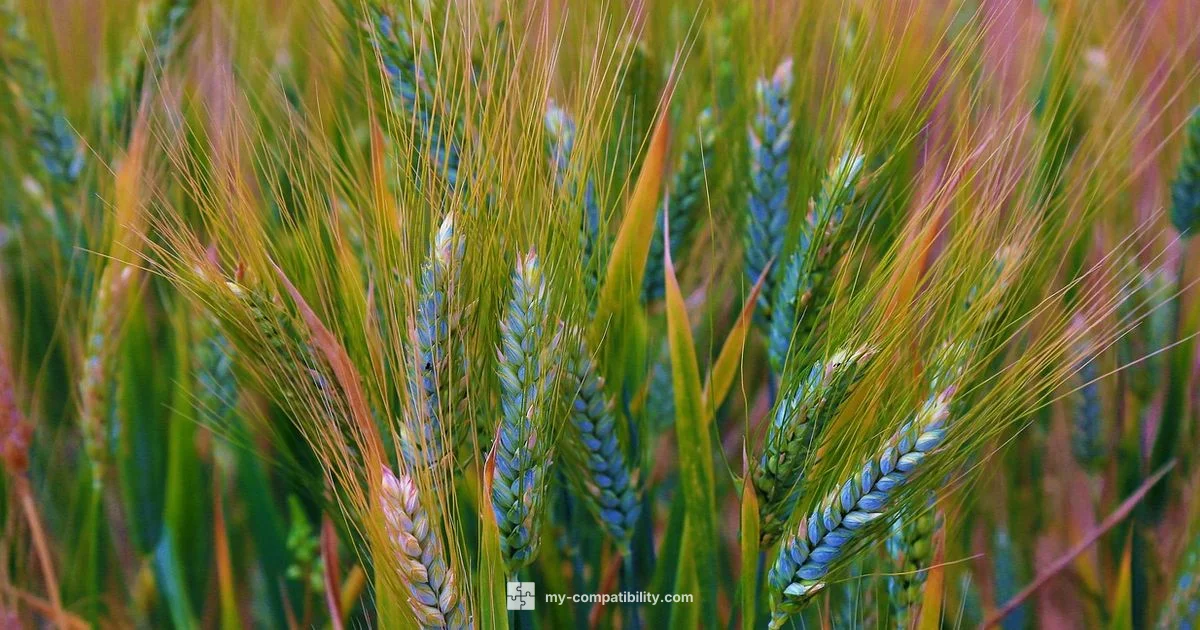 Loyal BFF Guide - My Compatibility