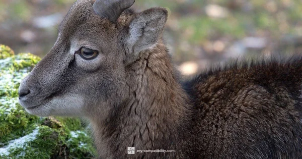 Capricorn Compatibility - My Compatibility