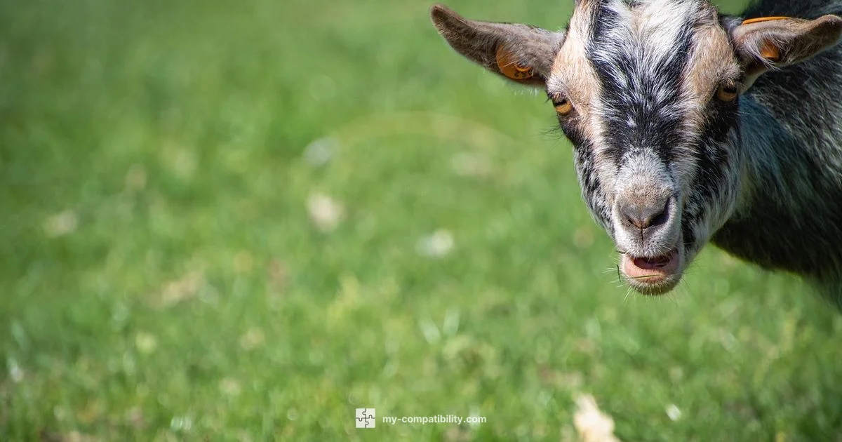 Year of the Sheep - My Compatibility