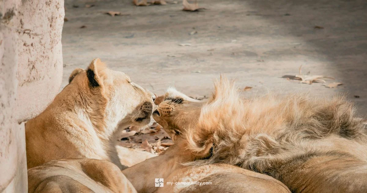 Leo vs Sagitario - My Compatibility